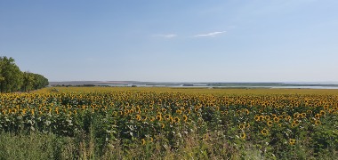 Le delta du Danube